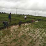 Rice transplanting at Kokangaon farm