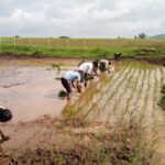 Rice transplanting at Kokangaon farm