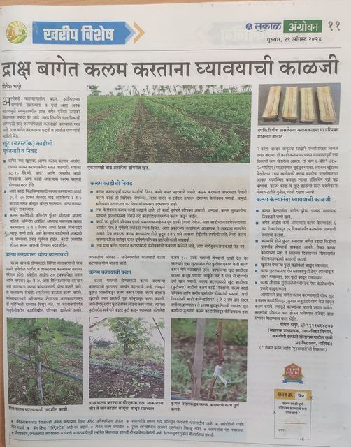 Prof. Bhagure’s Article in Agrowon on “द्राक्षबागेत कलाम करताना घ्यावयाची काळजी”